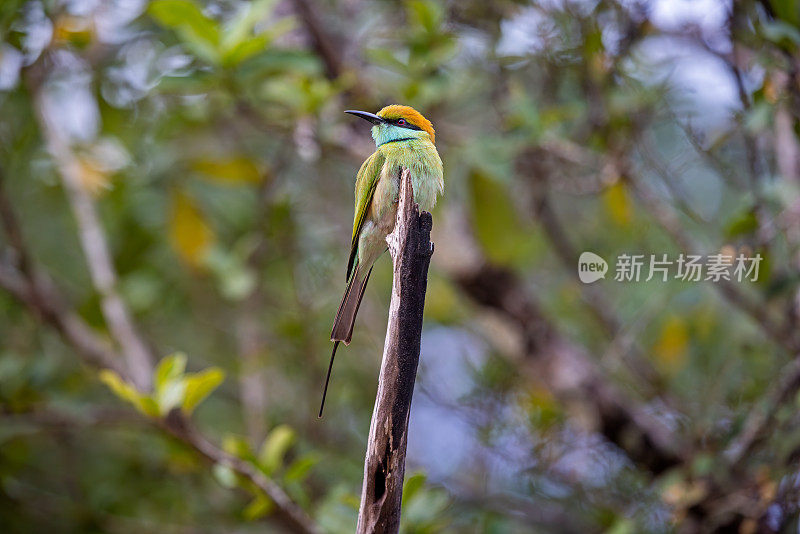 Little green bee eater (Merops orientalis ceylonicus) sitting on a branch